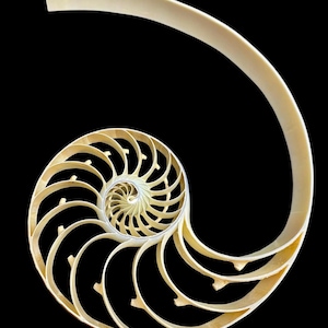 Pode incluir: Uma secção transversal de uma concha de nautilus, mostrando sua estrutura em espiral. A concha é de cor bege cremosa, com uma série de câmaras curvas. O fundo é preto sólido, destacando o design intrincado da concha. A imagem enfatiza a geometria natural.
