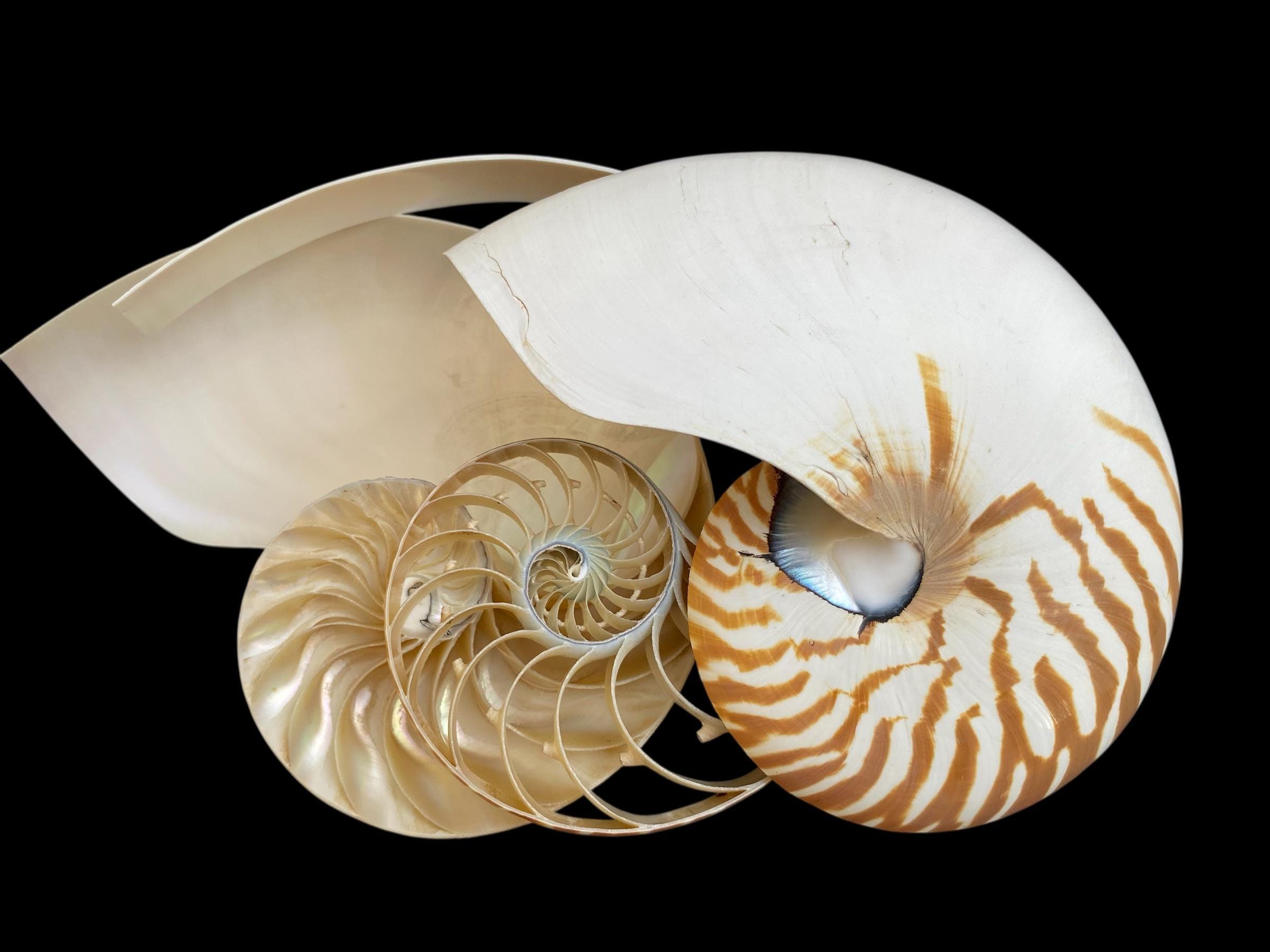 Unique Nautilus Shell Display, Fibonacci Spiral Ocean Art, Seashell Art ...
