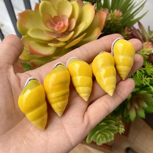 Könnte beinhalten: Fünf gelbe Schneckenhäuser mit weißen Spitzen. Die Häuser sind in einer Reihe auf einer Hand angeordnet.