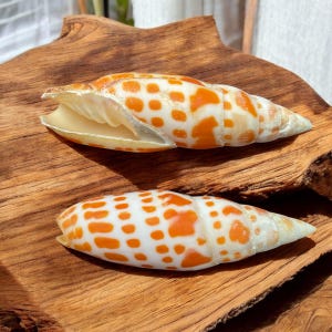 Mitra-schelpset: oranje Vexillum Filiareginae, schelpdecor voor verzamelaars (80-90 mm)