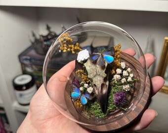 Faux Raven Skull & Real Blue Butterfly Glass Dome | Gothic Curiosity Cabinet Decor | Preserved Nature Display | Dark Academia Oddities Gift