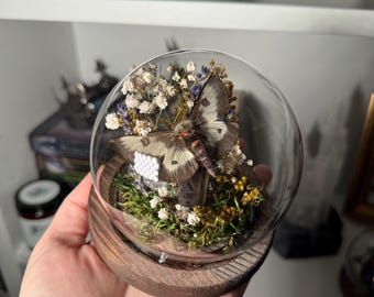 Saturn Moth Glass Dome | Preserved Saturn Moth Display | Woodland Curiosity Cabinet Decor | Gothic Nature Gift | Entomology Art