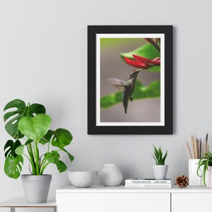 Ruby Throated Hummingbird Photography Print | Koliber | Sztuka ścienna | Natura | Wystrój domu | Prezenty | Karolina Północna | Sztuka | Sztuka piękna | Rama