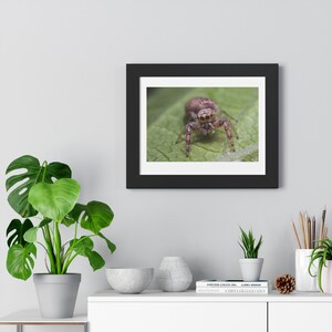 White Jumping Spider Photography Print | Wall Art | Home Decor | Gifts | Black | Brown | White | Natural | Bugs