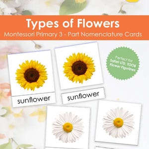 Montessori Types of Flowers 3-Part Cards – A Beautiful Botanical Learning Tool!