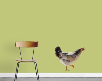 May include: A gray and white chicken with a red comb stands on a gray floor in front of a light green wall. A wooden chair with black metal legs is in the background.