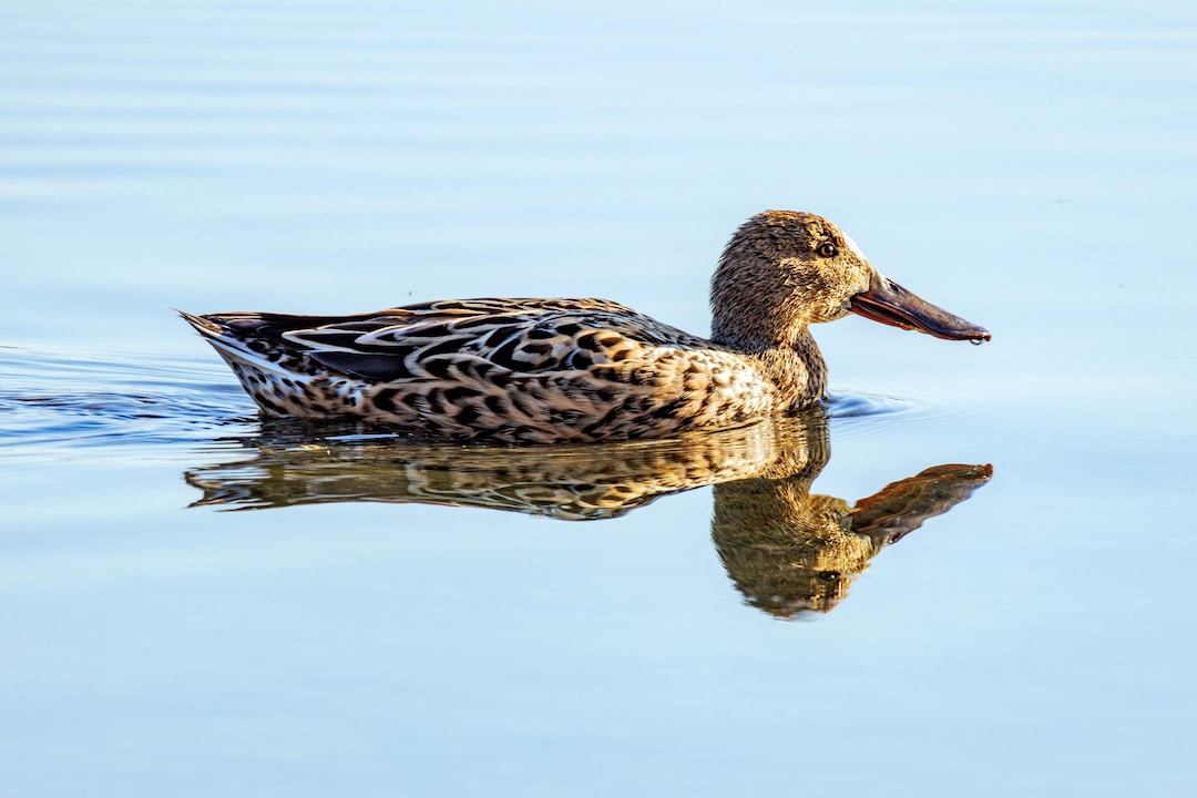 Duck, Bird Photography, Printable Download, Wall Art Printable - Etsy
