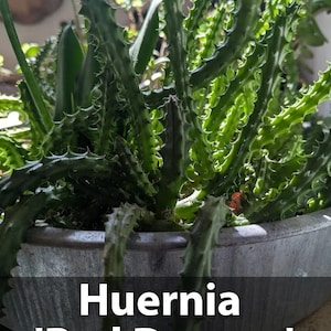 May include: A Huernia 'Red Dragon' succulent plant with green, serrated, star-shaped stems growing in a round, grey metal container. The text 'Huernia 'Red Dragon' Elderfrost Nursery' is printed in white letters across the bottom of the image.