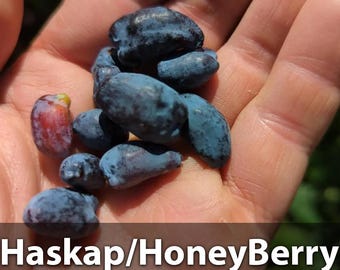 Honeyberry Haskap Live Plants and Cuttings! - Indigo Treat Cultivar