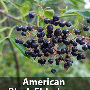 American Black Elderberry Cuttings or Plants: Wild-Type Propagation