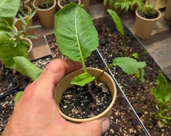 May include: A small plant with a large, green leaf in a brown paper pot. The plant is held in a hand, with other potted plants visible in the background. The focus is on the young plant and its vibrant green foliage.