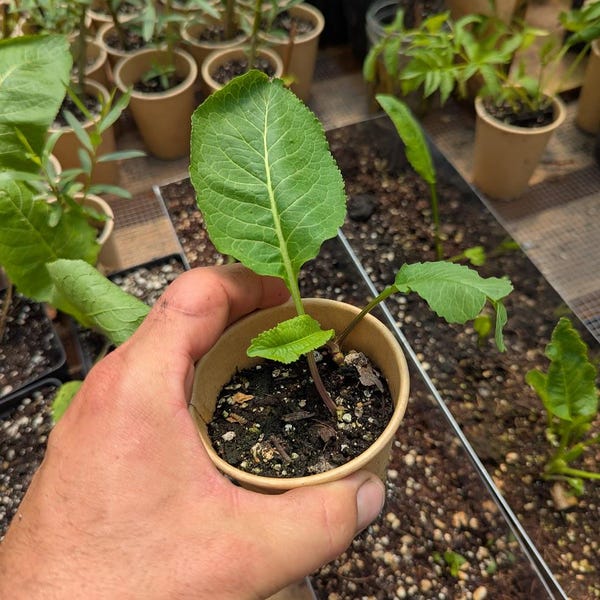 Big Top Western Horseradish Roots and Plants: Spicy Flavor, Vigorous Growth