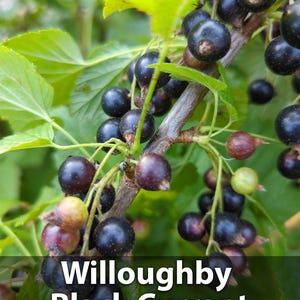 Willoughby Black Currant Plants and Cuttings: Hardy Berry Shrub, Live Plant or Cuttings