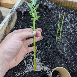 May include: A close-up of a green plant cutting with developed roots, held against a backdrop of dark soil. The cutting has small green leaves and a vibrant green stem. The roots are white and delicate. The image suggests a gardening or plant propagation theme.