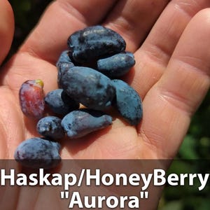 Haskap Berry - Etsy