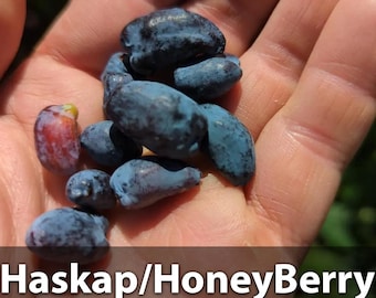 Honeyberry Haskap Live Plants and Cuttings! - Aurora Cultivar