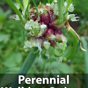 May include: A cluster of perennial walking onions featuring small, purple-tinted bulbils and white flowers atop green stalks. The text "Perennial Walking Onions" and "Elderfrost Nursery" is printed in white at the bottom of the image.
