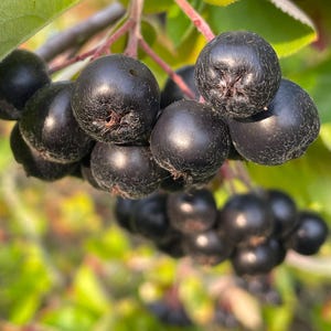 Aronia Black Chokeberry Tree Cuttings: Easy to Grow Fruit Shrub