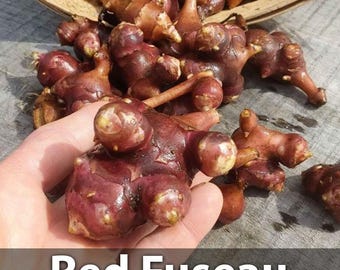 Jerusalem Artichoke Tubers  Red Fuseau Cultivar | Sunchoke Roots for Planting