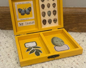 Vitrina de madera negra restaurada para exhibir muestras de mariposas antiguas