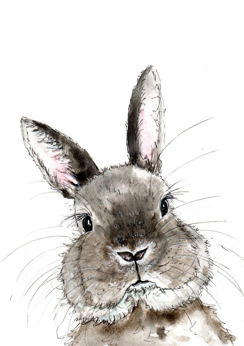 6x4 cath ward 8x6 rabbits