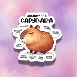Sticker anatomie Capybara kawaii - Illustration Capybara mignonne et amusante - Adorable autocollant en vinyle pour les amoureux des animaux