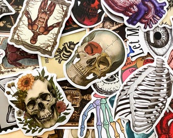 50pcs Anatomy Stickers Pack, Human Organ Stickers, Medical Illustration Stickers, Journal stickers, Waterproof Stickers for Medical Students