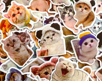 50PCS Funny Cat Aesthetic Stickers, Cozy Cartoon Kitty Stickers, Playful Animal Stickers, Colorful Meme Stickers for Water Bottle, Journal