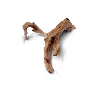 May include: A piece of driftwood with a natural, organic shape. The wood is light brown with darker brown streaks and knots. The driftwood has a curved, branching form, perfect for home decor or craft projects.