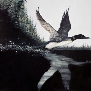 Loon Taking Off - Lithographic Print