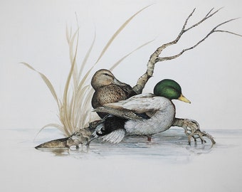 Mallard Pair - Lithographic Print