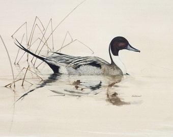 Pintail Duck - Lithographic Print