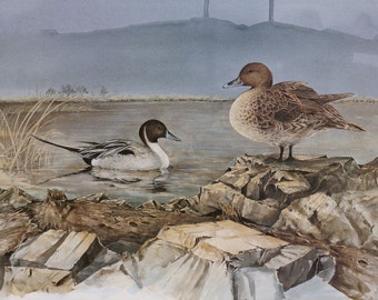 Pair of North American Pintails - Lithographic Print