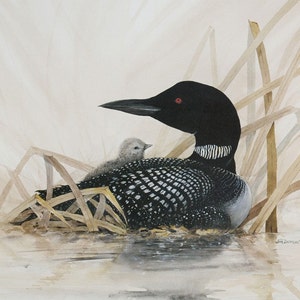 Loon with Baby - Lithographic Print