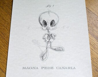 Magna Pede Canaria (Tweety) 8" x 10" anatomische cartoon skeletafdruk (Latijn)