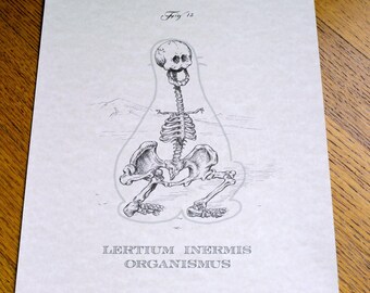 Lertium Inermis Organismus (Shmoo) 8 x 10 inch anatomische cartoon skeletafdruk (Latijn)