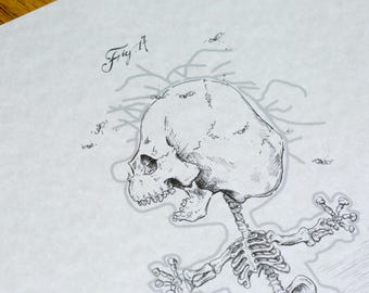 Sordida Pueri (PP) 8 x 10 inch anatomische cartoon skeletafdruk (Latijn)