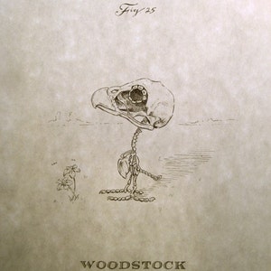 Op de afbeelding: Een zwart-witte lijntekening van een vogelskelet met de tekst "Fig. 25" en "WOODSTOCK" onder de afbeelding.