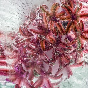 A red hyacinth greeting card
