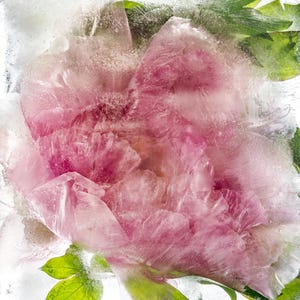 Une carte de voeux pivoine