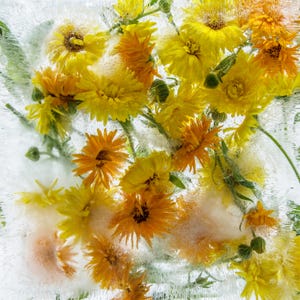 A calendula greeting card