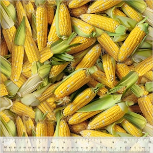 YELLOW SWEET CORN fabric, Windham Fabric, 100% cotton fabric, veggie fabric, food fabric, quilting fabric! Fast Free Shipping 35 dollars+!
