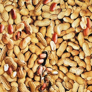 PEANUTS In Shell By Benartex Fabrics, Pub Bar Theme Print 100% Cotton Quilting Material, Game Room Man Cave Decor, Novelty Print by the yard