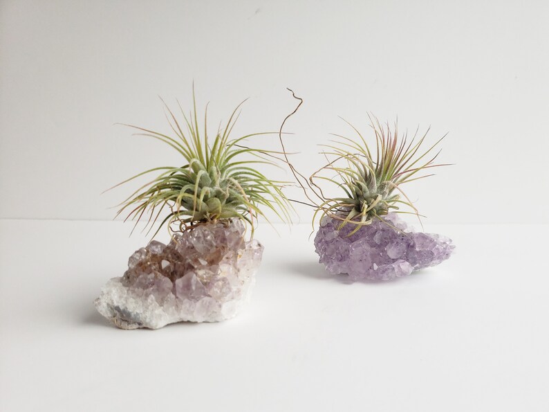 Amethyst Crystal Air Plant Geode Planter Crystal Garden Etsy