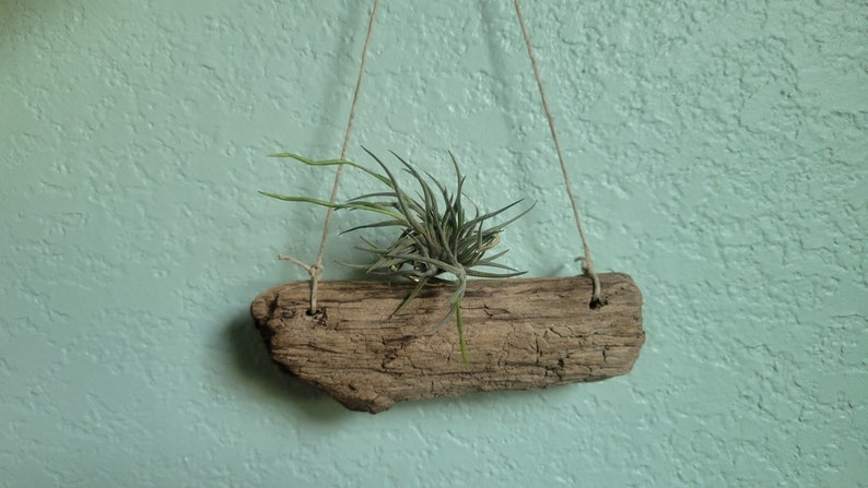 Driftwood Air Plant Holder, Hanger, Natural Boho Decor, Beach House Wall Decor, Gardening Gift, Nautical Decor, Office Gift, Cubicle Decor image 10