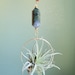 see more listings in the Moon Air Plant Nests section