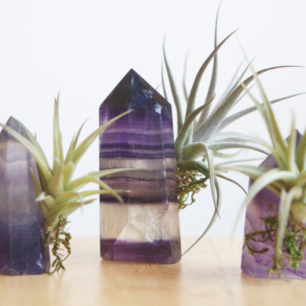 Trio of Tillandsia, on Purple Fluorite Crystal Points
