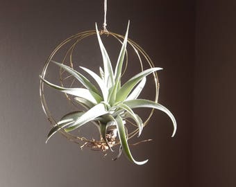 Hanging Planter, Air Plant Holder, Minimalist Celestial Inspired Airplant Wall Planter, Boho Decor, Housewarming Gift, Gift Box, under 25