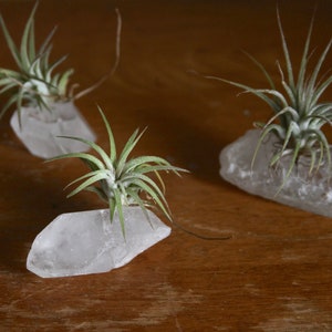 Tiny Raw Quartz Air Plant Holder, Little Something, Gift For Him, Friend, Under 20, Free Gift Box and Shipping image 5