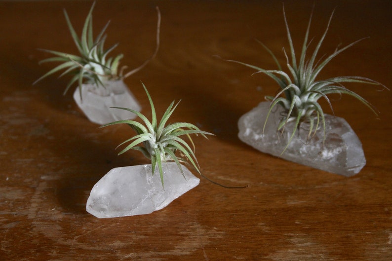Tiny Raw Quartz Air Plant Holder, Little Something, Gift For Him, Friend, Under 20, Free Gift Box and Shipping image 5